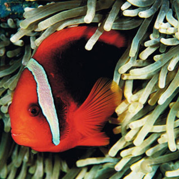 Amphiprion Frenatus : 4-5 cm  Elevage